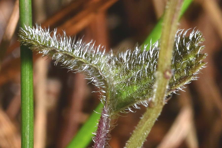 Salvia carnea